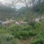 Kitui Police Recover 22 Stolen Goats as Suspect Flees Scene in Tseikuru