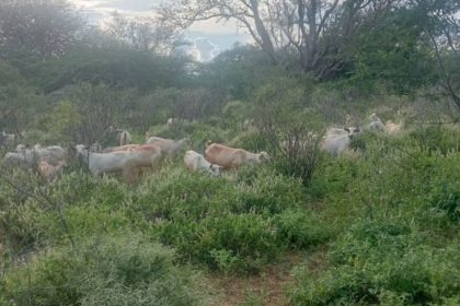 Kitui Police Recover 22 Stolen Goats as Suspect Flees Scene in Tseikuru