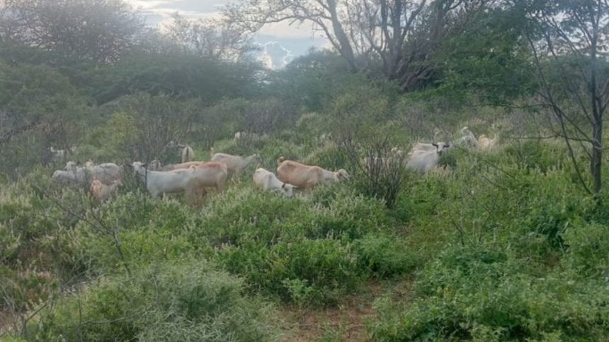 Kitui Police Recover 22 Stolen Goats as Suspect Flees Scene in Tseikuru